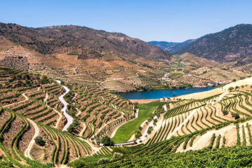 A História do Vinho do Porto